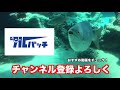 vol.243 【フカセ釣り】【阿嘉島】時価１万円！高級魚をゲットだぜ！　【阿嘉島遠征 ２】