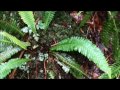 blechnum spicant