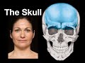 Skull bones, sutures and landmarks