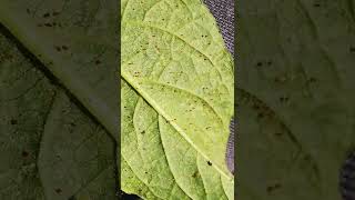 BRUGMANSIA LEAF FULL OF RED SPIDER MITE.