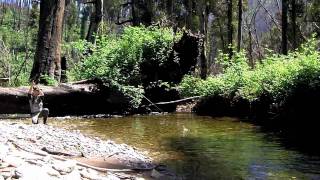 West Kiewa River Trout fly Fishing and hiking, Victoria