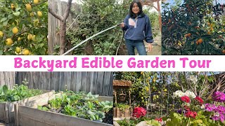 Filipino Backyard Edible Garden Tour 🌱🍋 🍊