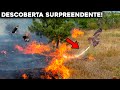 AS INCRÍVEIS AVES INCENDIÁRIAS QUE COLOCAM FOGO PARA CAÇAR