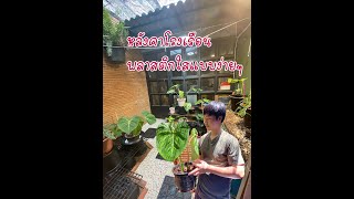 หลังคาโรงเรือนพลาสติกใสแบบง่ายๆ กันฝน กันเชื้อรา งบ500฿