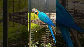 බලන්න මේ ලස්සන මැකෝ කෑම කනව❤️ A Blue and Gold Macaw at Mealtime🦜#macaw #macawparrot #birds #bird