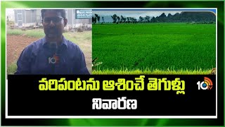 వరిపంటను ఆశించే తెగుళ్లు - నివారణ | Pests in Rice | Matti Manishi | 10TV