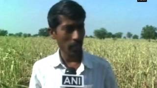 Maize crop destroyed due to drought conditions in Solapur