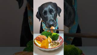 My dog enjoys the meal #shorts #youtubeshorts