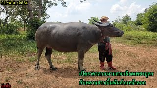 🐃บ่าวโจ🐃 // ⭐เปิดราคาควายงามสายเลือดเพชรอุดรกับหลานสาวเบิ้มพันล้านหน้าคอก⭐