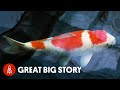 Japan’s King of Carp Breeds Million Dollar Koi Fish