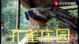 【山鍋兄弟】这货长得跟小鸡一样，小的150大的600，山锅兄弟也想养几只！