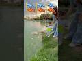 អោយចំណីត្រី #fish #funny