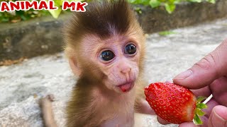 Baby monkey PiPi goes to harvest strawberries