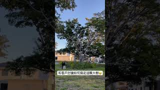 澳洲看房｜布里斯本Sunnybank買地自建