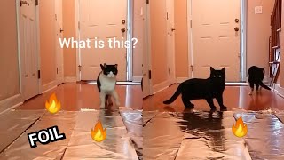 Cat vs Foil floor, Do Cats Walk On Foil? 🙀 | red bwoy tv