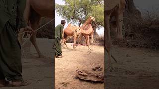 Desert camels daily routine  in winter seacon #camelbhther camel#shortvideo#viral