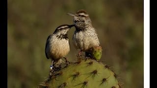 Cactus Wren presented by Dr. Kristine Preston