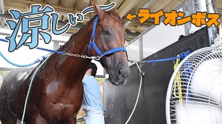 涼を感じるライオンボス　〜盛夏の美浦トレセン便り〜