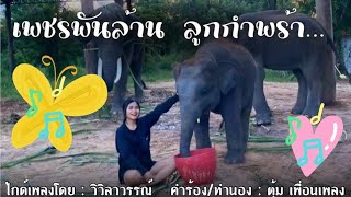 น้องเพชรพันล้าน ช้างกำพร้า 🎶💚🐘💚🎶OFFICIAL เรื่องราวของช้าง ก็แตกต่างกันไป ชะตาชีวิตของเขา💚🐘✌️