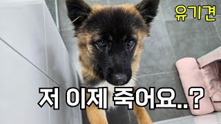 죽음을 앞둔 유기견 쁘띠의 이야기 들어보실래요?