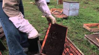 Vanishing of the Bees [HD] - Official Trailer