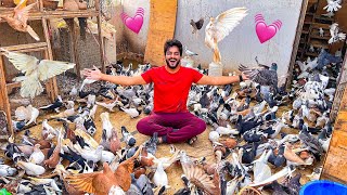 5000 KABOOTAR Kay Sath 💓 | Pigeons World | Village Life