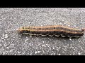 【芋虫注意】道路を歩くエビガラスズメの幼虫 20240924 caterpillarbug