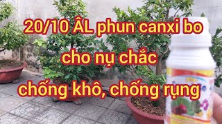 20/10 ÂL phun canxi bo cho nụ chắc, chống khô héo, chống rụng nụ @utsangcaykieng5450