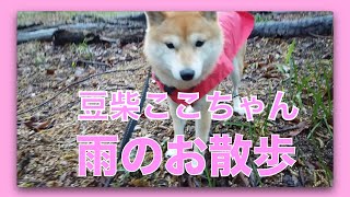 【豆柴ここちゃん】雨のお散歩