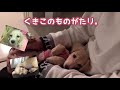 子犬ミニチュアダックスの初めての注射