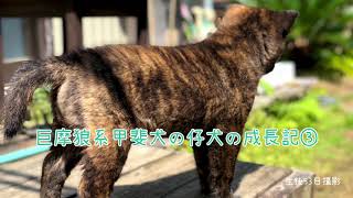 巨摩狼系甲斐犬の仔犬の成長記録③