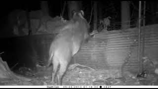 Smart Wild boar jumping over fence|സ്മാർട്ട്  കാട്ടു പന്നിയുടെ  വേലി ചാടൽ 😊😊😊