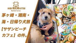 茅ヶ崎・湘南・海・日帰り犬旅  サザンーチカフェ編【ノーフォークテリア  puppy 犬 dog  】