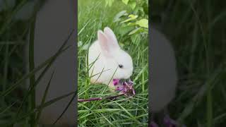 Cute Rabbit-Nini eats flowers