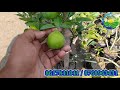 sadabahar baramasi kagzi lemon plant farming process