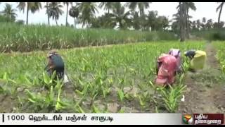 Weeding begins in turmeric fields in Omalur, Salem