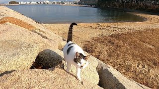 防波堤を歩いていたら野良猫が駆け寄って来た