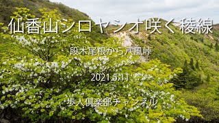 仙香山鈴鹿山系シロヤシオの稜線　段木尾根から八風街道　20210511