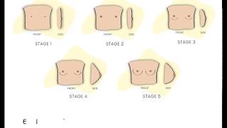 5 Stages of Breast Development | Beginner Bras | My Adira