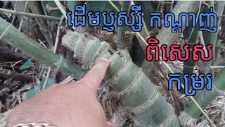 ដើមប្ញស្សីកណ្ដាញ់ថ្នាំងកម្ររបានឃើញ