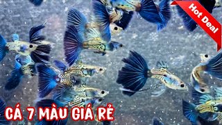 Lên 20 Dòng Cá 7 Màu Giá Rẻ | Guppy | Phúc Phan TV