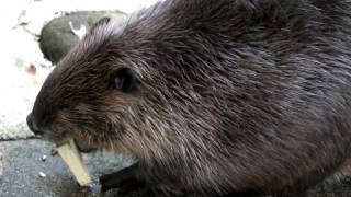 American beaver taste the sweet potato with his eyes closed.目を閉じてサツマイモを味わうアメリカビーバー。