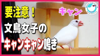 【文鳥の発情】要注意！文鳥女子のキャンキャン鳴き～男子たちの求愛のゆくえは！？