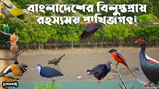 বাংলাদেশের ২১ বিলুপ্তপ্রায় রহস্যময় সুন্দর পাখি! | Birds Of Bangladesh | 10 Solutions