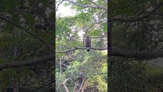 【スマホで野鳥撮影】枝に止まって休むカンムリワシ Crested serpent eagle