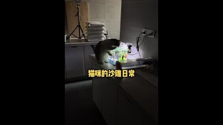 小猫咪你多冒昧啊 大家都是宠物你这在干嘛呢#猫咪 #治愈猫咪 #萌宠出道计划 #猫咪的迷惑行为