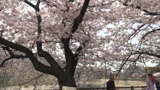 2016年4月6日大阪城公園櫻花盛開