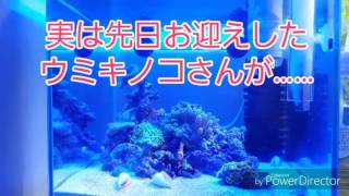 【海水水槽】ウミキノコが……