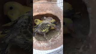 আমার বাজরিগার পাখির বাচ্চা গুলো #budgies #বাজরিগার_পাখি #pakhi #bird #বাজিগর_পাখি #parrot #বাজিগর