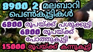 8900 രൂപ2 മലബാറി പെൺകുട്ടികൾ/6800 രൂപയ്ക്ക് പശുക്കുട്ടി / പോത്തുകുട്ടി /15000 രൂപയ്ക്ക് കന്നുകുട്ടി